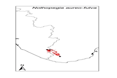 Nothopegia aureofulva
